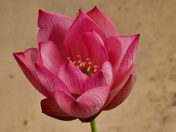 Nelumbo ‘Wawa’ (Hybrideur Pun Punnaline) – Image 3