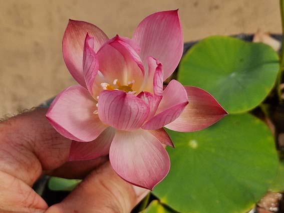 Nelumbo ‘Wawa’ (Hybrideur Pun Punnaline) – Image 4