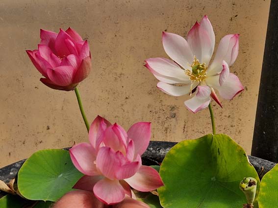 Nelumbo ‘Wawa’ (Hybrideur Pun Punnaline) – Image 5