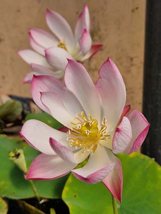 Nelumbo ‘Wawa’ (Hybrideur Pun Punnaline) – Image 6