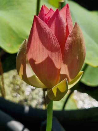 Nelumbo ‛Qinhuai Orange Light’ – Image 2